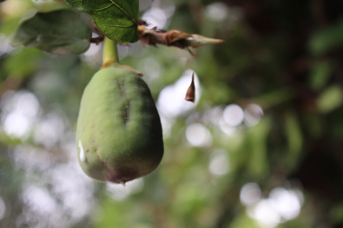 Ficus pumila L.